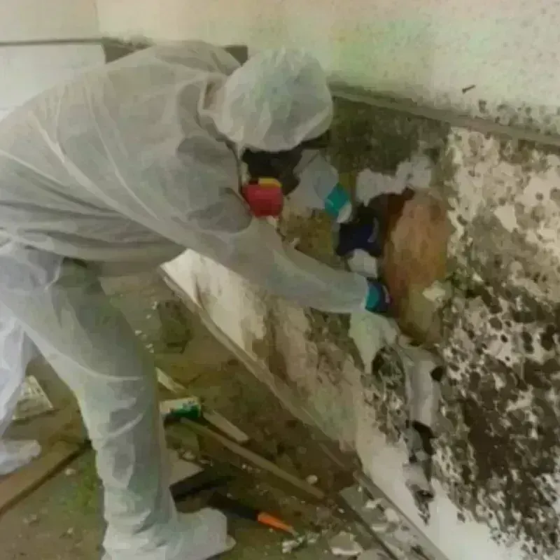 Best Mold Remediation and Removal Service in Bourbon County, KY